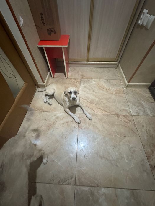 Щенки девочки 2,5 мес