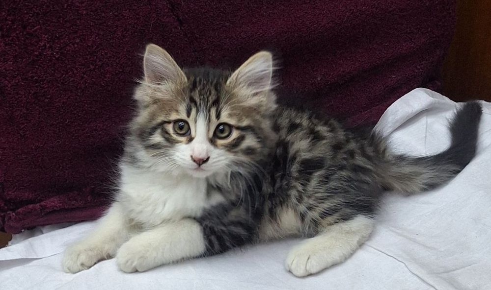 Котята,котята,котята