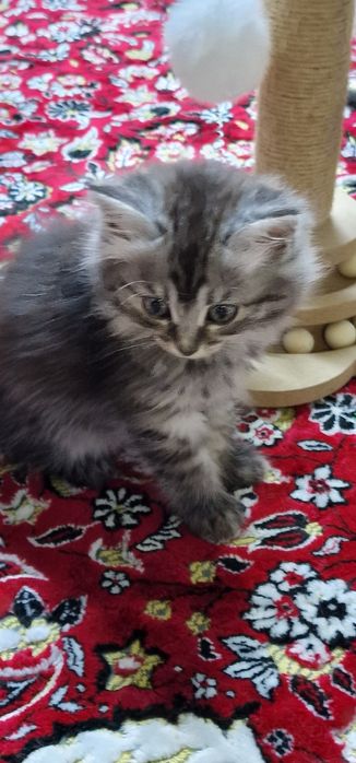 Отдам в добрые руки