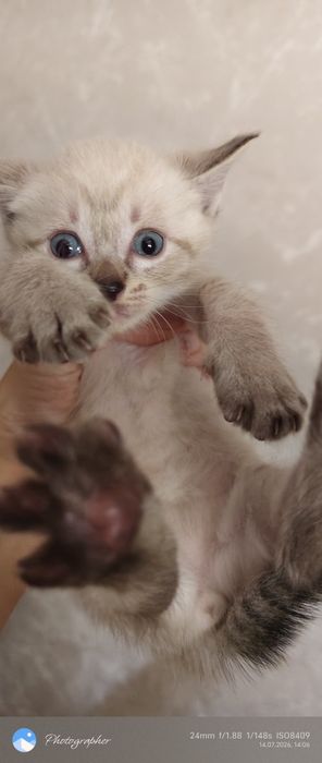 Мальчик и девочка котенок
