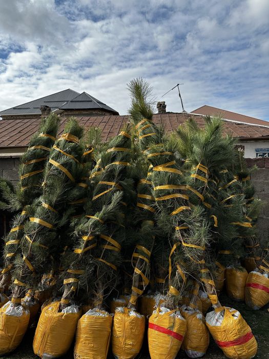 Саженцы көшеттер барлық түрі бар