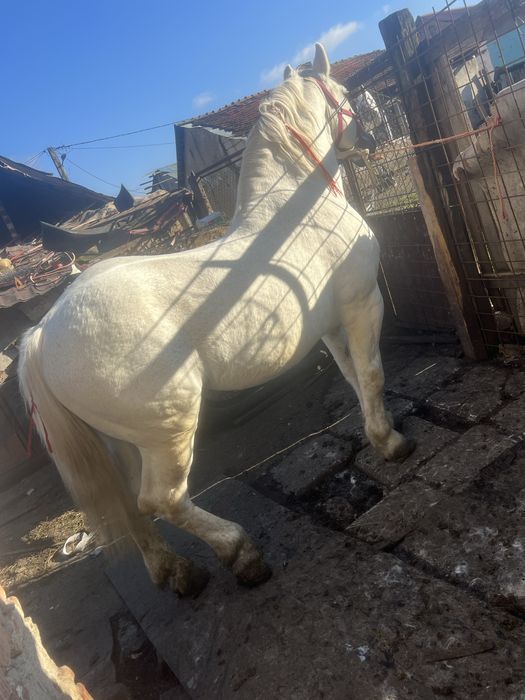 Armasar vand sau schimb