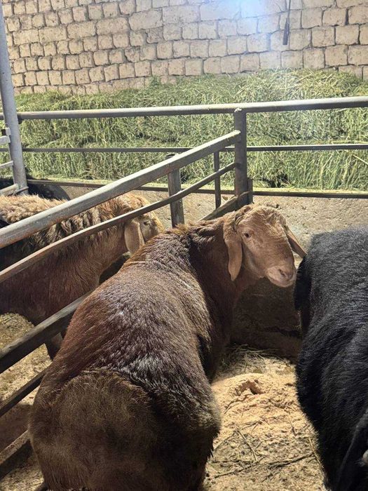 Qochqor qoy. Курбонлик ва насил олиш учун кучкорлар мавжуд