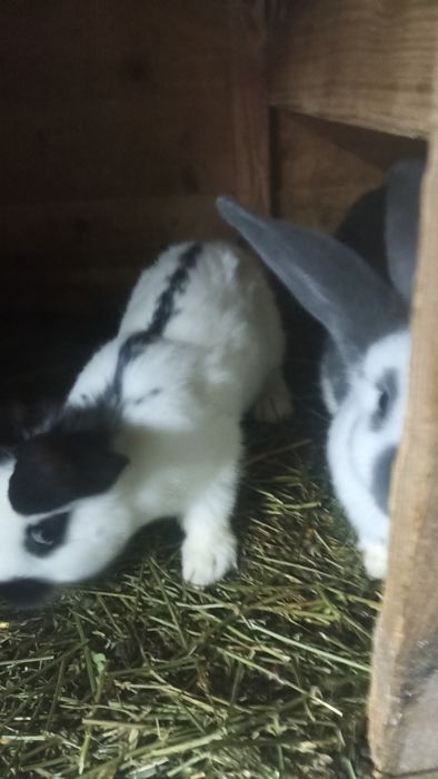 Iepuri fluture 7 buc