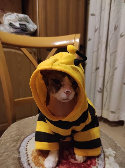 Тёплая одежда для кота. Худи Пчёлка.