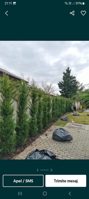 Vând tuia Leyland la ofertă