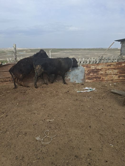 Бык ангус в мае будет 2 года