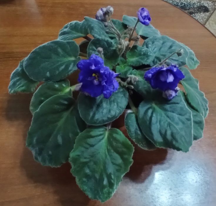 Продам домашние цветы