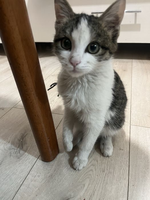 Отдам в хорошие руки