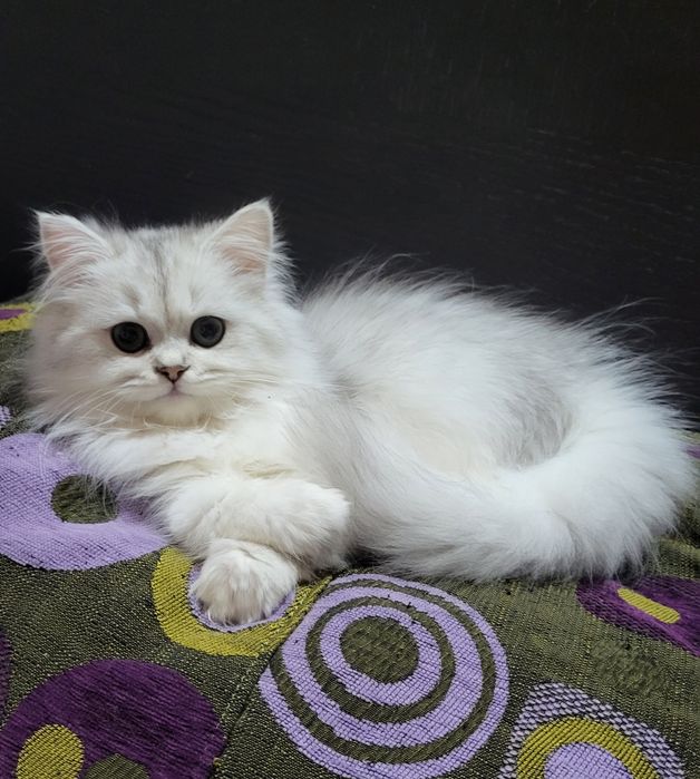 British shorthair