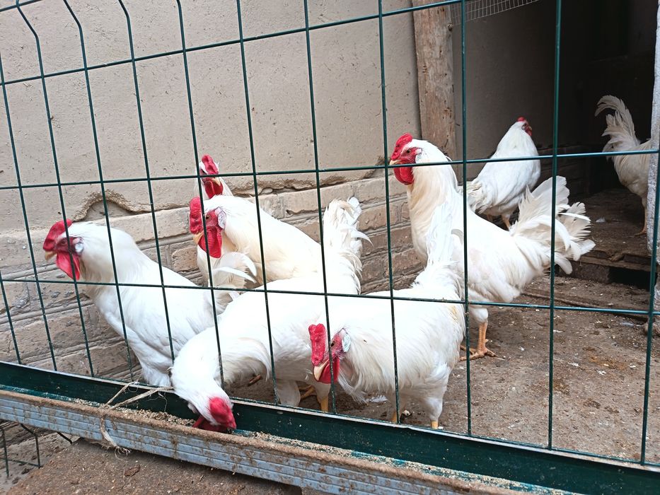 Леггорн стандарт ху́розлари сотилади...