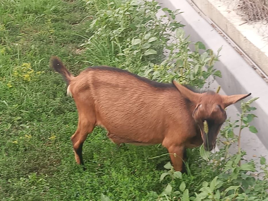 Țapi Alpina Franceza