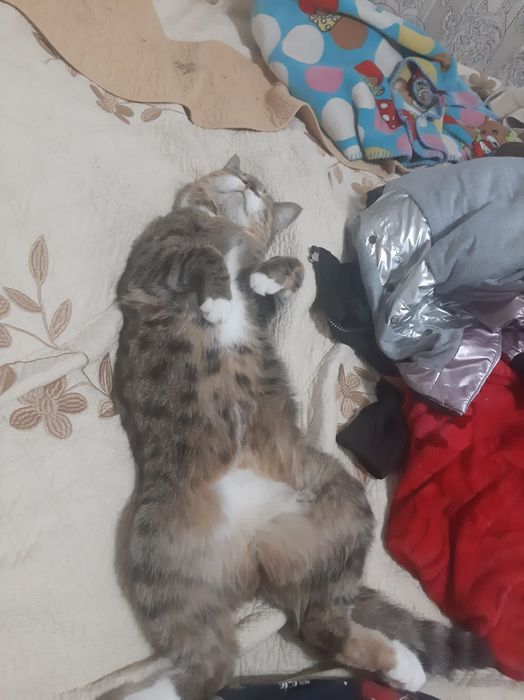 Отдам даром кошек