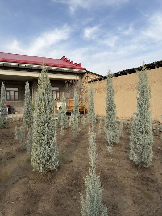 Arizonskiy kiparis argina italiya 2.50 dan 3 metrgacha