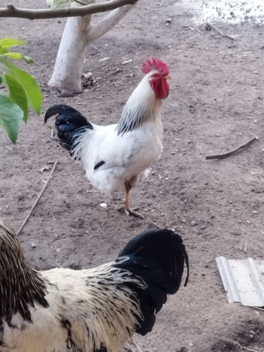 Продам петушков,писать в ватсс апп