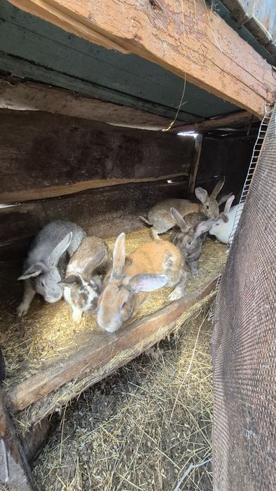 Продам кроликов.