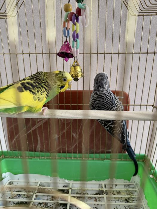 Попугаи с клеткой продаю