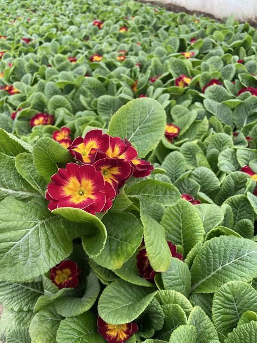 Иглика едроцветна