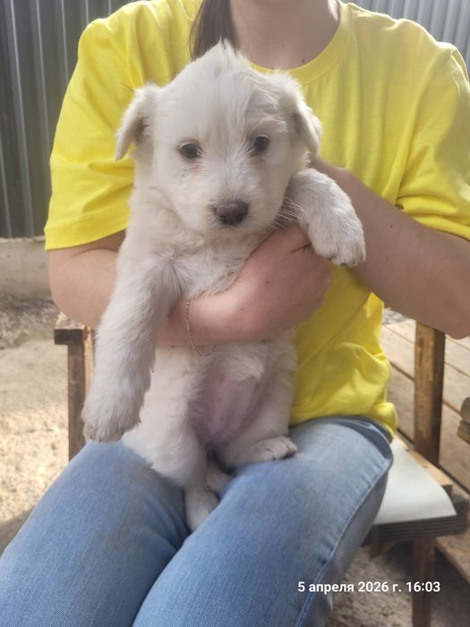 Продам  щенков собаки