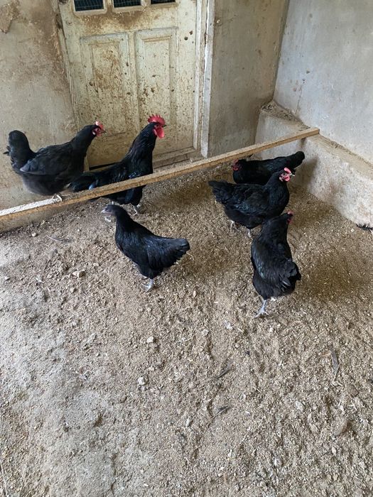 Руминский Австралоп