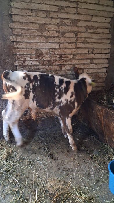 Vand vaca cu vitel de 3 luni tauras mai multe detalii la tel 0768369954 bradu