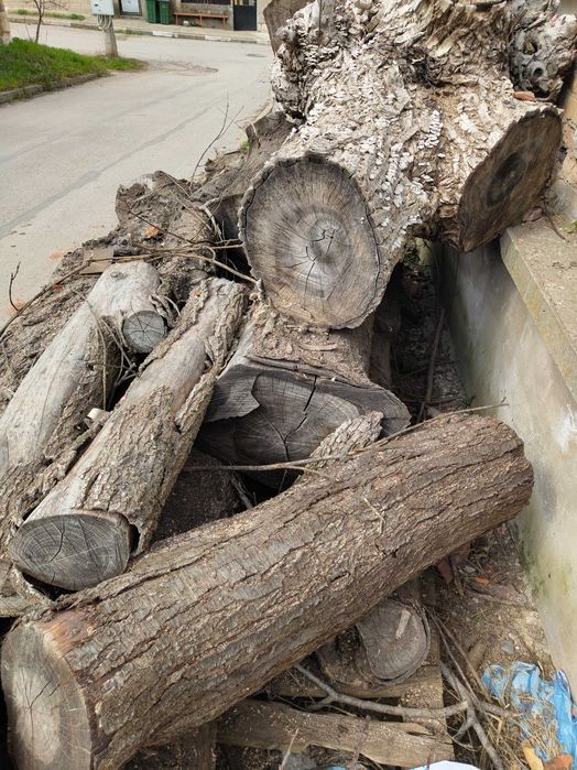 Трупи Дървен материал