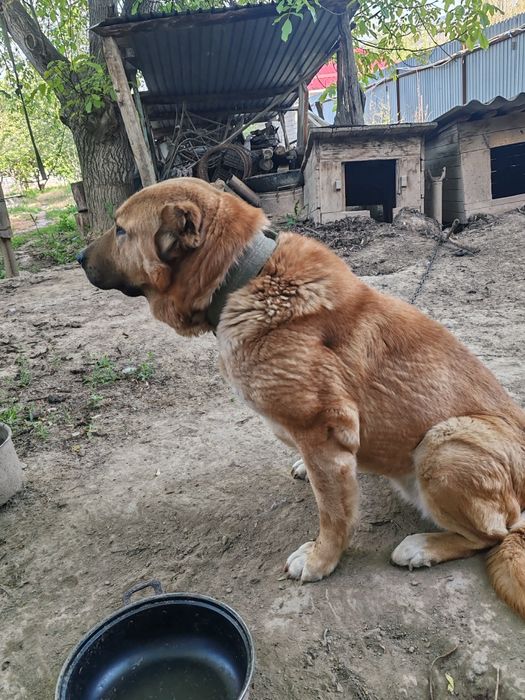 Отдам в добрые руки