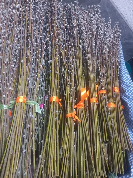 Верба 1 метровая