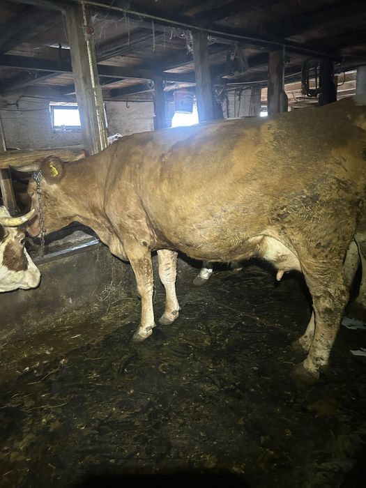 Vand vaci baltata romaneasca