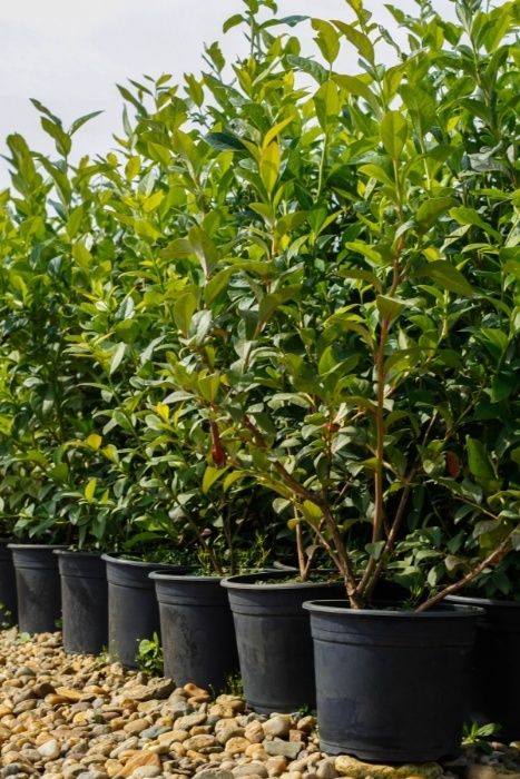 Afini de cultura la ghiveci