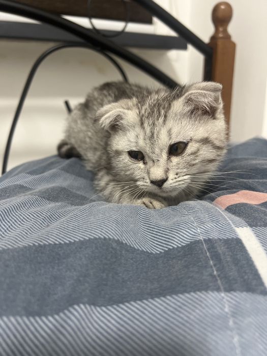 породистая