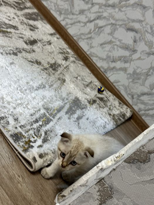 вислоухи котенок