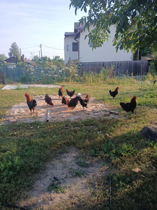 Vănd cocoși marans