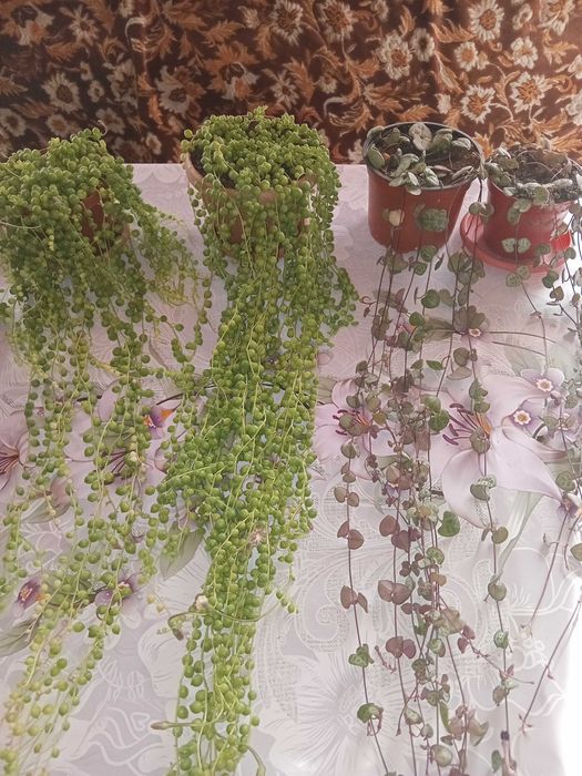 Крестовник Роули, ампельный