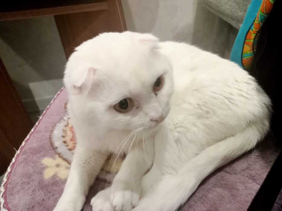 Белоснежный вислоухий кот