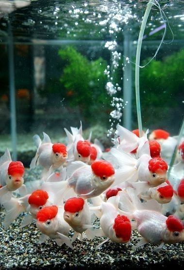 Оранды яркие и Красивые аквариумные рыбы