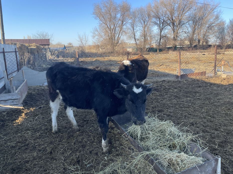 Продам две телки возраст 1,8