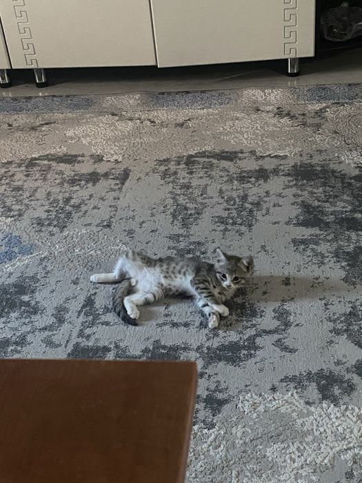 Отдам котенка в добрые руки