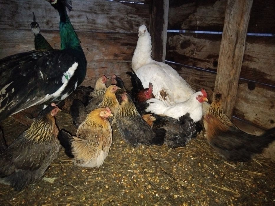 Gaini americane de vanzare