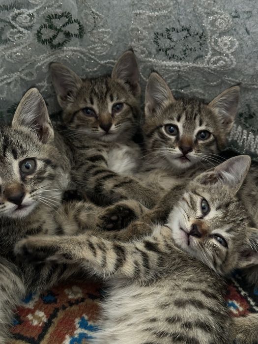 Котятам по 1,5 месяца, отдадим в хорошие, добрые руки