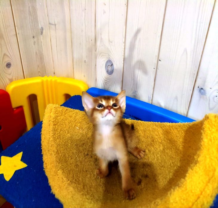 Абиссинские шикарные котята