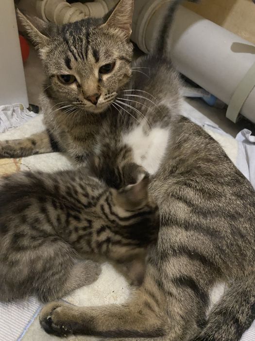 Отдам кошку с котятами