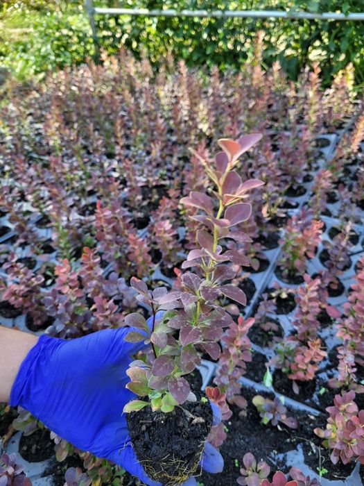 Berberis th. Red Rocket