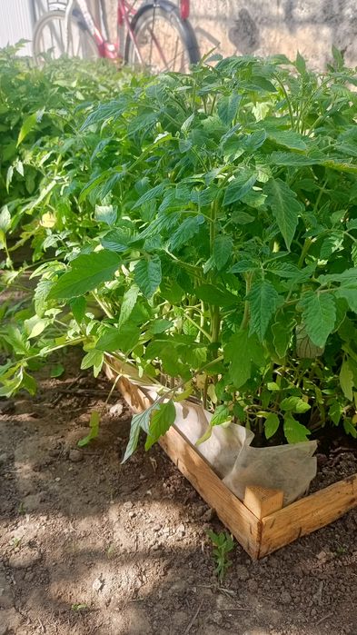 Продам рассаду томатов оптом