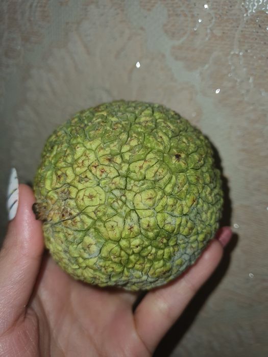 Маклюра лечебная