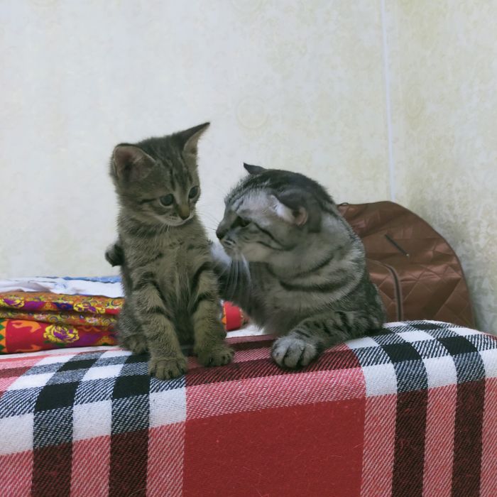 Котёнок-15000т.В хорошие руки,