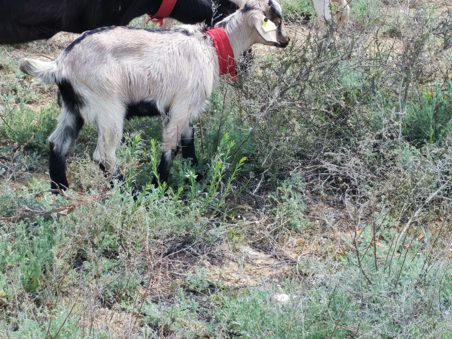 Альпи ұрғашы лақ