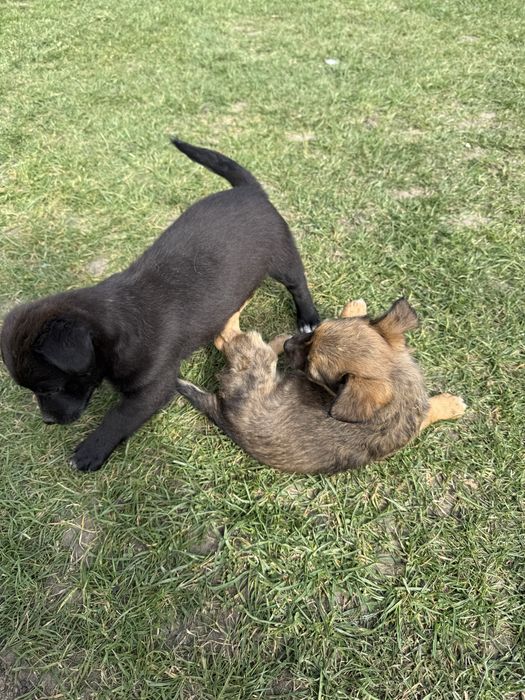 DONEZ căței, talie mică, mai sunt 2