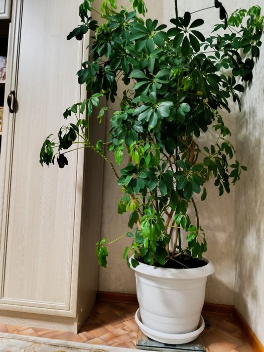 Продается комнатное растение