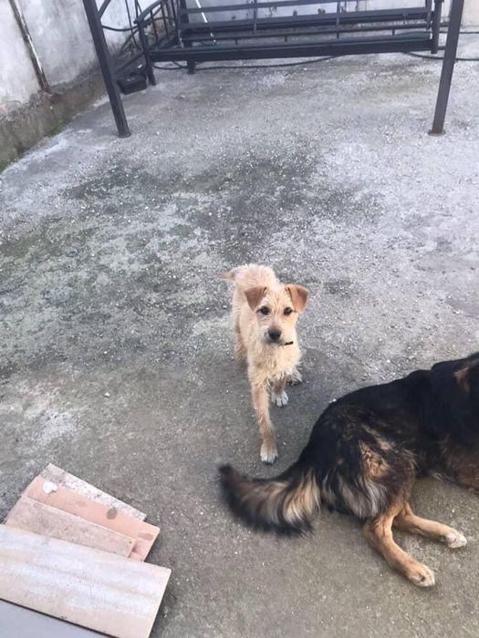 Trebuie sa il dau